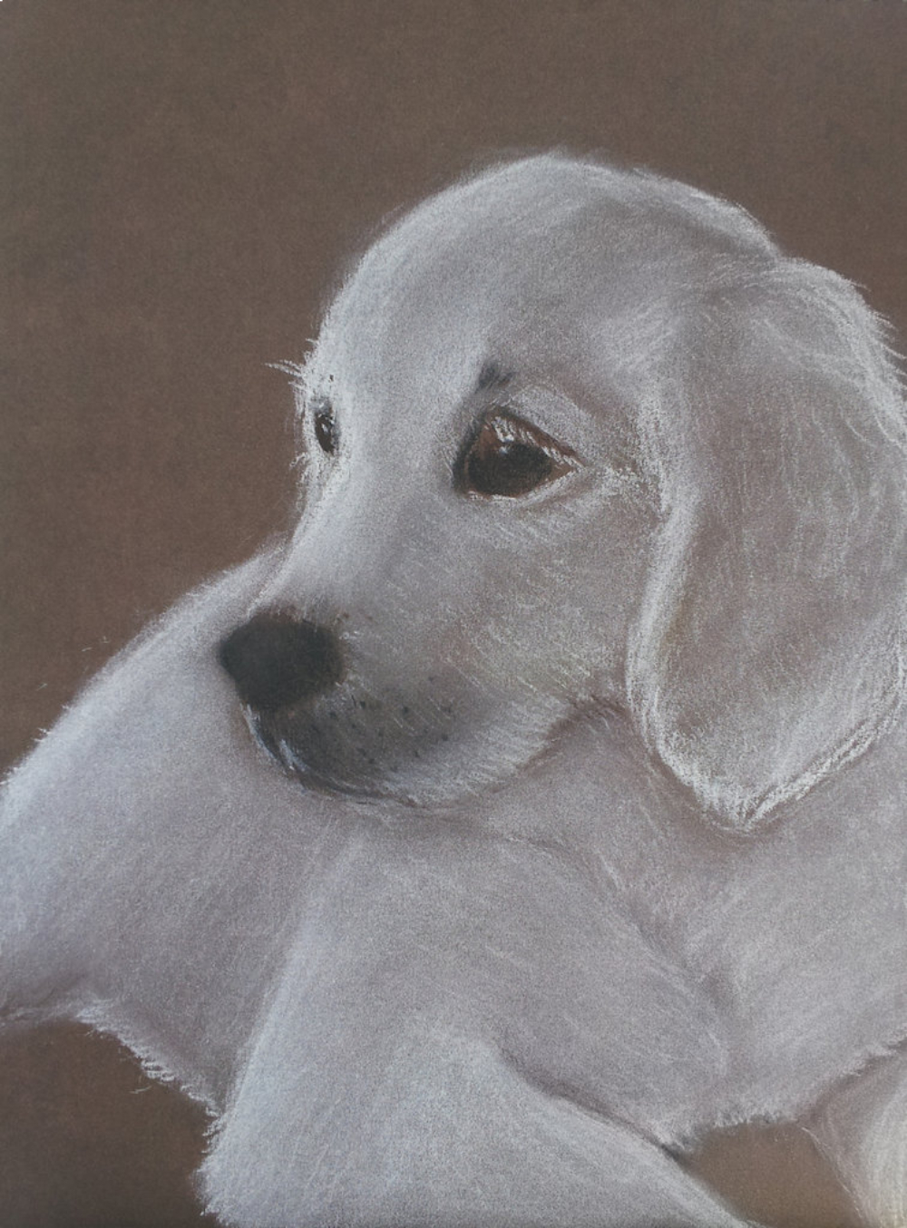 Drawing of a dog made with pastels